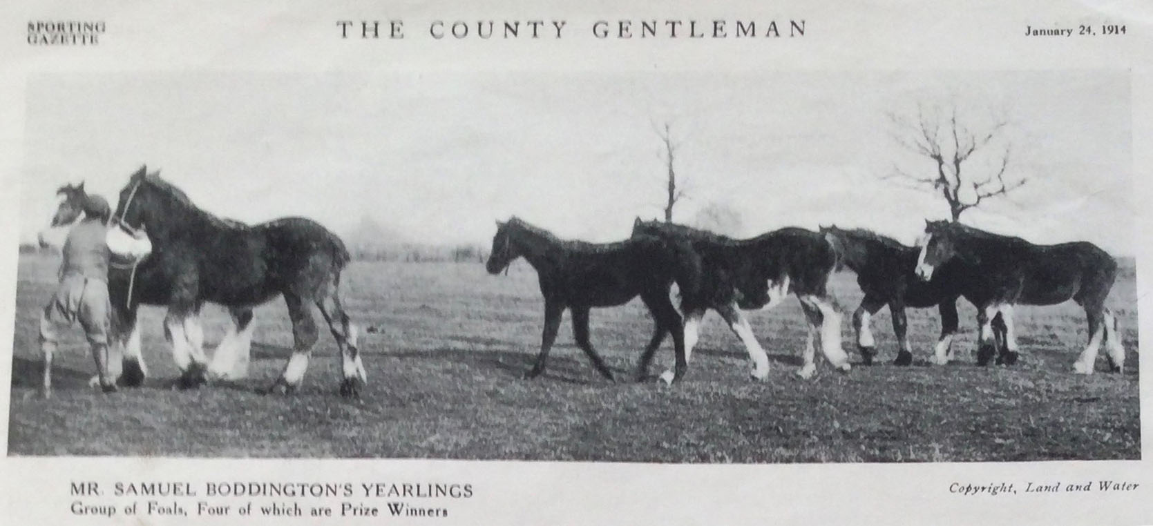 Samuel Boddington's Shire foals